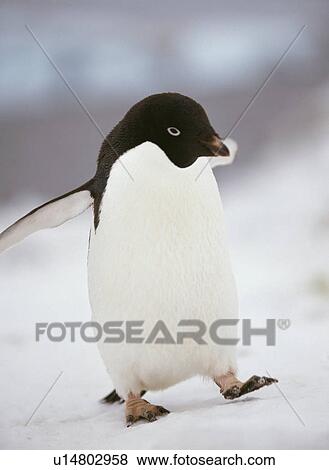 Stock Photo - Penguin. Fotosearch