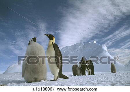 Penguin View Large Photo Image Stock Photo - Penguin. Fotosearch