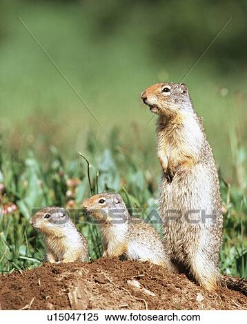 Stock Photography - Prairie dog. Fotosearch