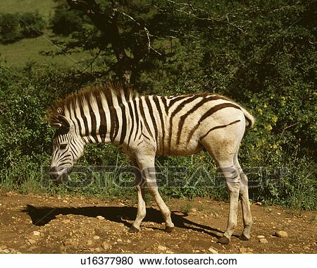 Zebra View Large Photo Image Stock Image - Zebra. Fotosearch