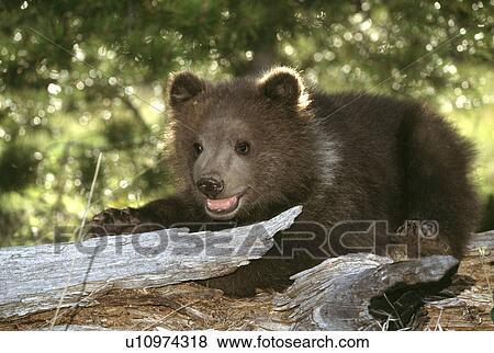 Stock Photo - Bear. Fotosearch