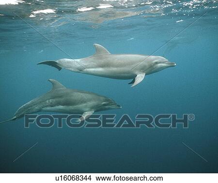 Bottle-nose dolphin View Large Photo Image Picture - Bottle-nose dolphin. Fotosearch