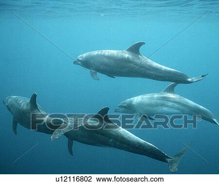 Stock Image - Bottle-nose dolphin. Fotosearch