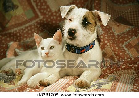Cat and dog View Large Photo Image Stock Photography - Cat and dog. Fotosearch