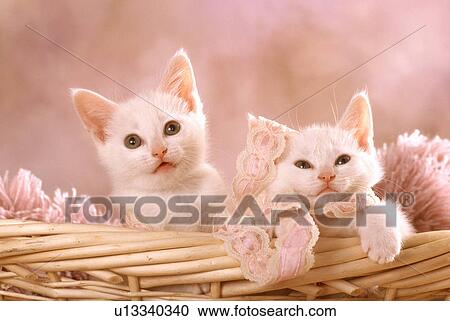 Cat View Large Photo Image Stock Image - Cat. Fotosearch