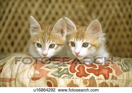 Stock Image - Cat. Fotosearch