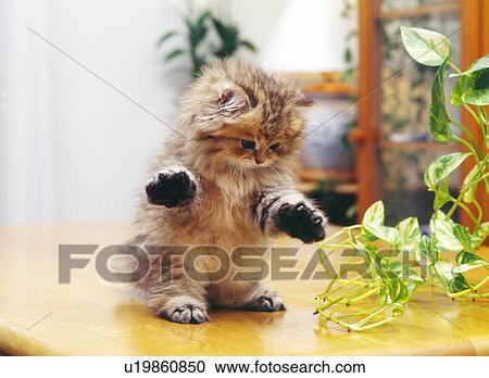 Cat View Large Photo Image Stock Image - Cat. Fotosearch