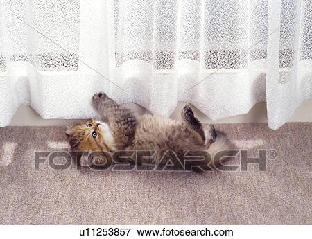 Stock Photo - Cat. Fotosearch