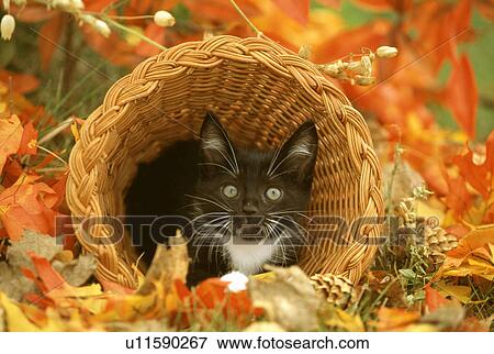 Cat View Large Photo Image Stock Photo - Cat. Fotosearch