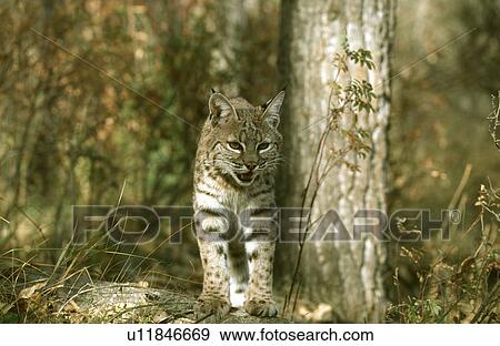 Cat View Large Photo Image Stock Photo - Cat. Fotosearch