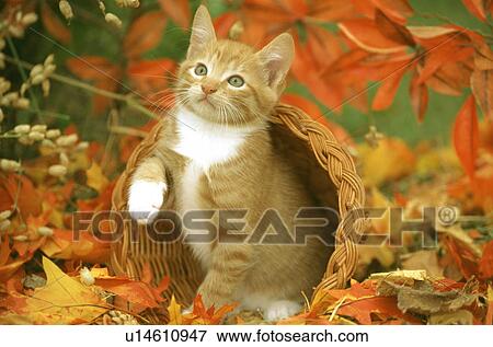Stock Photo - Cat. Fotosearch