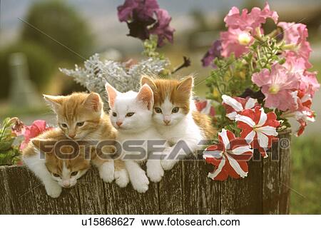 Cat View Large Photo Image Stock Photo - Cat. Fotosearch