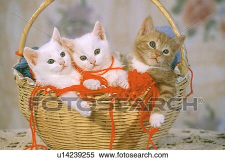 Stock Photography - Cat. Fotosearch