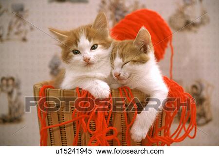 Stock Photography - Cat. Fotosearch