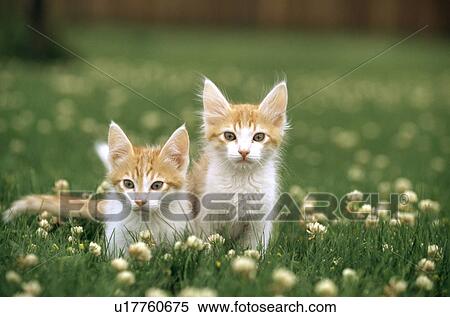 Cat View Large Photo Image Stock Photography - Cat. Fotosearch