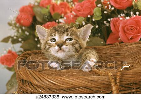 Stock Photography - Cat. Fotosearch