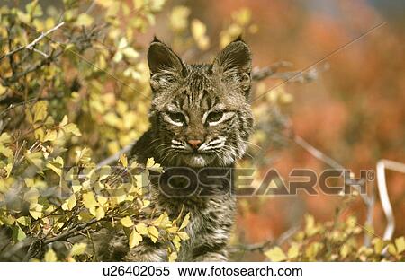 Stock Photography - Cat. Fotosearch