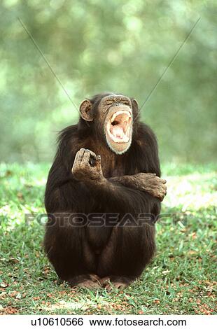 Stock Photograph - Chimpanzee. Fotosearch