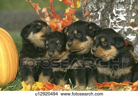 Picture - Dog. Fotosearch