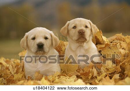 Stock Image - Dog. Fotosearch