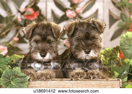 Dog View Large Photo Image Stock Image - Dog. Fotosearch