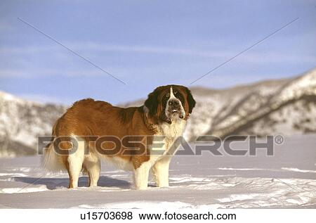 Stock Photo - Dog. Fotosearch