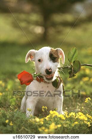 Stock Photo - Dog. Fotosearch