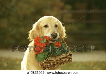 Dog View Large Photo Image Stock Photograph - Dog. Fotosearch