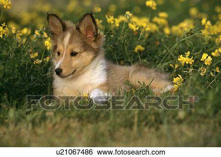Dog View Large Photo Image Stock Photograph - Dog. Fotosearch