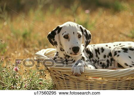 Dog View Large Photo Image Stock Photography - Dog. Fotosearch