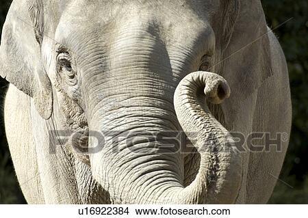 Picture - Elephant. Fotosearch