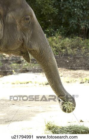 Stock Image - Elephant. Fotosearch