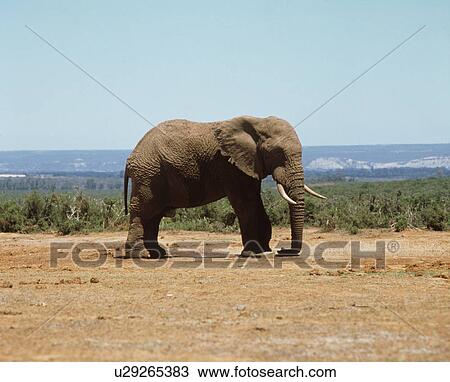 Elephant View Large Photo Image Stock Image - Elephant. Fotosearch