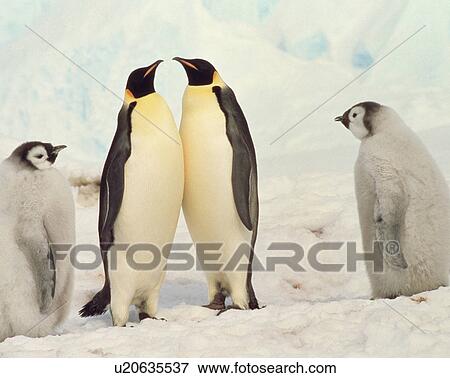 Stock Photo - Emperor penguin. Fotosearch
