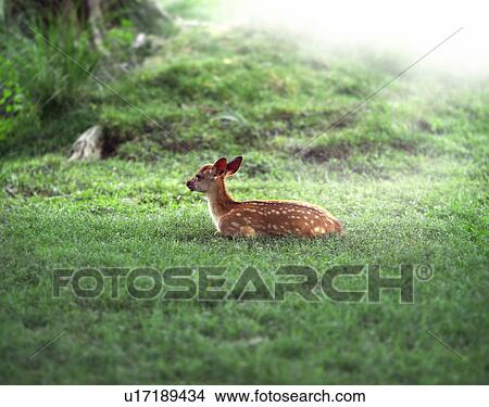 Picture - Fawn. Fotosearch
