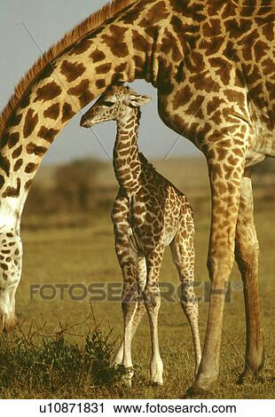 Stock Image - Giraffe. Fotosearch