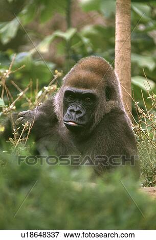 Stock Photo - Gorilla. Fotosearch