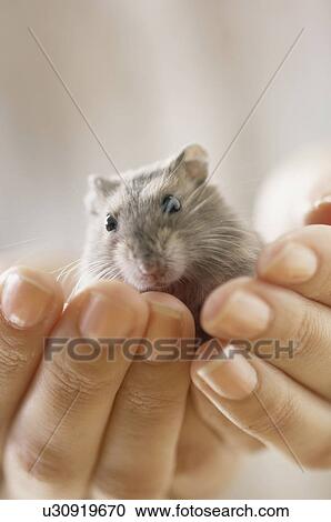 Stock Image - Hamster. Fotosearch