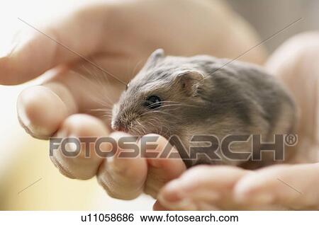 Stock Photograph - Hamster. Fotosearch