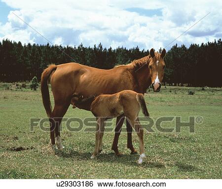 Horse View Large Photo Image Stock Photograph - Horse. Fotosearch