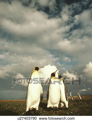 Stock Image - King penguin. Fotosearch