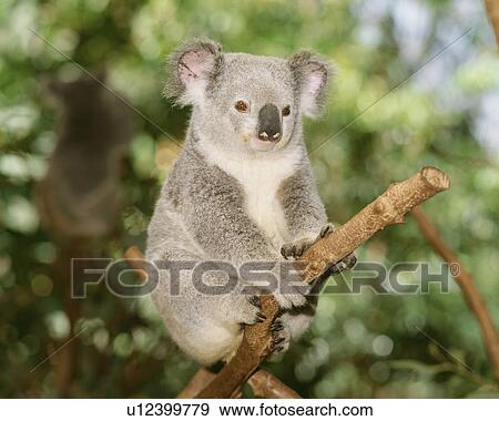 Stock Photo - Koala. Fotosearch
