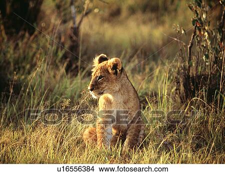 Lion View Large Photo Image Picture - Lion. Fotosearch