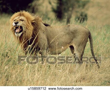 Stock Image - Lion. Fotosearch