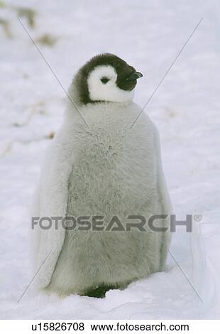 Stock Photo - Penguin. Fotosearch