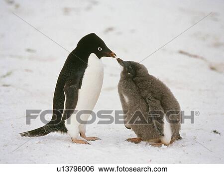 Penguin View Large Photo Image Stock Photograph - Penguin. Fotosearch