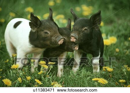 Stock Image - Pig. Fotosearch