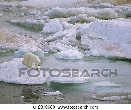 Stock Image - Polar bear. Fotosearch