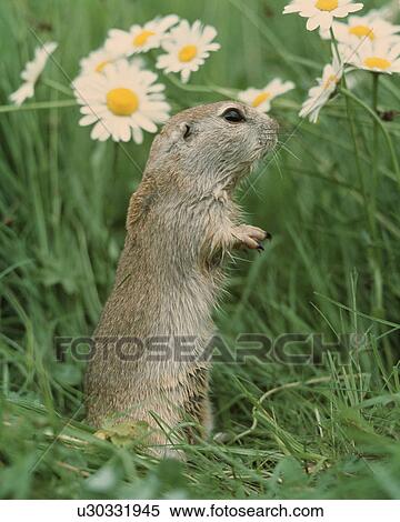 Prairie dog View Large Photo Image Stock Photography - Prairie dog. Fotosearch