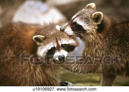 Stock Photo - Raccoon. Fotosearch